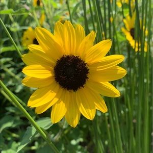 Meet your Posher, Avery